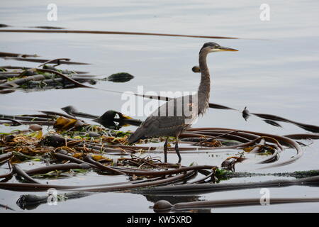 Great Blue Heron Stockfoto