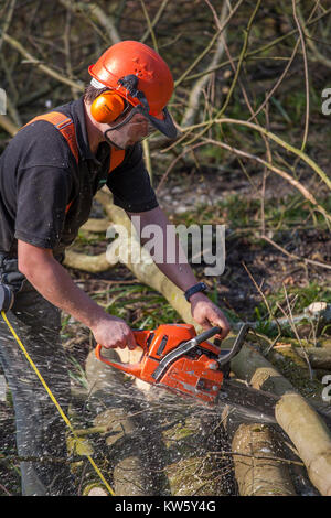 Kommerzielle Förster Sycamore entfernen aus Sssi Nature Reserve, Nailsworth, Gloucestershire, VEREINIGTES KÖNIGREICH Stockfoto