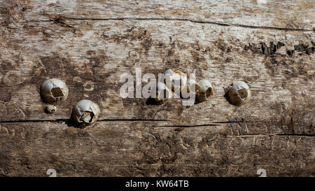 Acorn barnacle (Semibalanus balanoides) auf einem toten Baum gewachsen Stockfoto