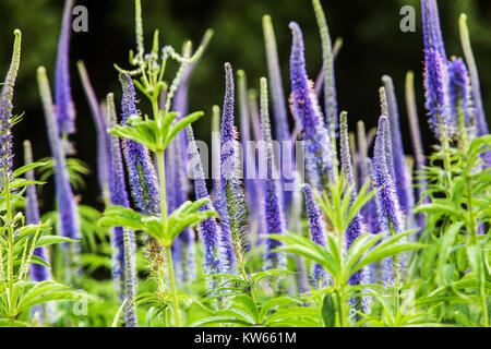 Veronicastrum sachalinense, speedwell Stockfoto