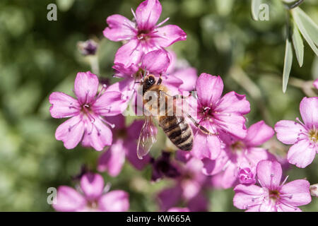 Gypsophila repens 'Rosa Schonheit' Biene aus nächster Nähe Stockfoto