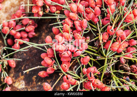 Zwergmorchentee, Ephedra monosperma, rote Beeren Herbstfrüchte, gemahlene Deckpflanzen Stockfoto