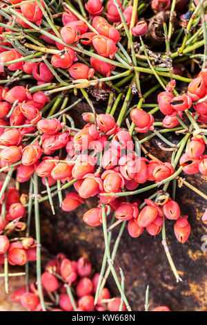 Zwerg Mormon Tee, Ephedra monosperma, rote Beeren Stockfoto