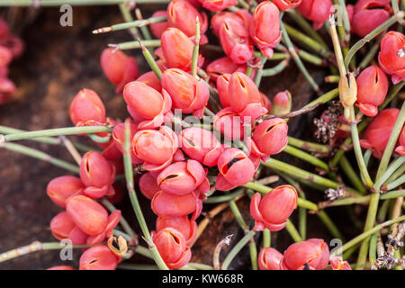 Zwerg-Mormonen-Tee, Ephedra minima, rote Beeren, gereifte fleischige Zapfen Ephedra monosperma Sibirien native Pflanze, Efedrin-Extrakt in der traditionellen Medizin Stockfoto