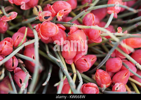 Zwerg-Mormonen-Tee, Ephedra-Monosperma, rote Beeren Herbst Ephedra-Minima-Früchte, Samen-Zapfen Bodenabdeckung Medizinisches Kraut winziger Strauch im Herbst Stockfoto