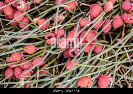 Ephedra monosperma, rote Früchte Zwerg Mormonen Tee rote Samen Pflanzen Beeren Ephedra Konus Pflanze Ephedra Pflanze Stockfoto