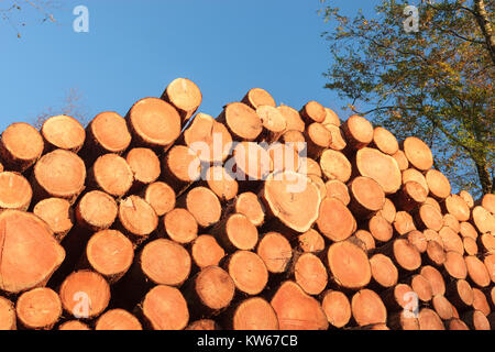 Holz-Stapel Holz Ernte Carmarthenshire Wales Stockfoto