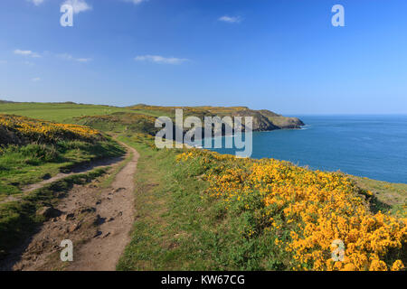 Bei coastpath Penbwchdy Strumble Kopf Fishguard Wales Pembrokeshire. Stockfoto