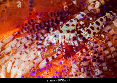 Coleman Shrimps (Periclimenes colemani) Stockfoto