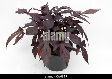 Ipomoea. Bunte oder dunkle Ipomoea isoliert auf weißem Hintergrund. Ipomoea Anlage. Die Morning glory Blumen von Kartoffel. Stockfoto