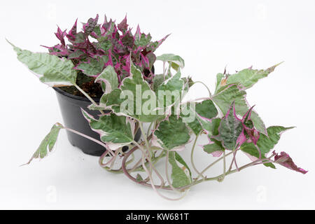 Ipomoea. Bunte oder dunkle Ipomoea isoliert auf weißem Hintergrund. Ipomoea Anlage. Die Morning glory Blumen von Kartoffel. Stockfoto