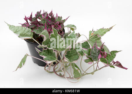 Ipomoea. Bunte oder dunkle Ipomoea isoliert auf weißem Hintergrund. Ipomoea Anlage. Die Morning glory Blumen von Kartoffel. Stockfoto