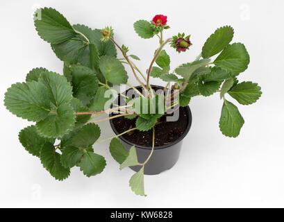 Erdbeere. Blühen Blüte der Erdbeere Pflanze mit grünen Blättern in einem Topf auf weißem Hintergrund zur Dekoration oder Geschenk isoliert. Florales Muster Stockfoto