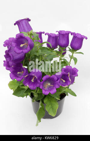 Campanula. Blühende violetten Glockenblumen auf weißem Hintergrund. Blüte der Pflanze Campanula, Kopie Raum Blume Foto. Florales Muster Stockfoto