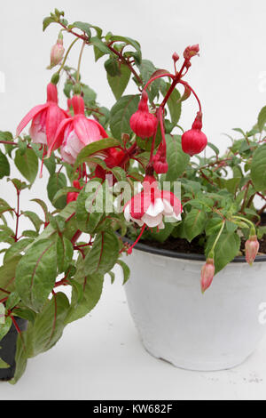 Fuchsia. Fuchsia Blumen in den Farben Rosa und Weiß im Topf auf weißem Hintergrund. Floralen Muster. Frühling und Sommer Blumen Hintergrund. Stockfoto