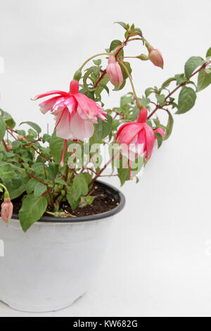 Fuchsia. Fuchsia Blumen in den Farben Rosa und Weiß im Topf auf weißem Hintergrund. Floralen Muster. Frühling und Sommer Blumen Hintergrund. Stockfoto