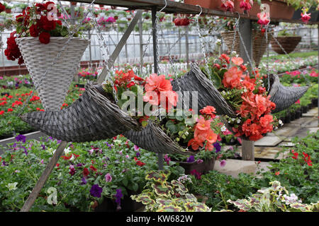 Einzigartige mit hängenden Blumentöpfe mit Blumen, die im Frühling oder im Sommer Begonien zur Dekoration oder Geschenke mit Hintergrund von Blumen. Florales Muster Stockfoto