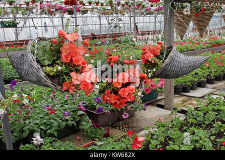 Einzigartige mit hängenden Blumentöpfe mit Blumen, die im Frühling oder im Sommer Begonien zur Dekoration oder Geschenke mit Hintergrund von Blumen. Florales Muster Stockfoto