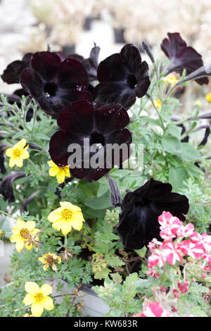 Nachthimmel (violett, blau) Petunia Blüte mit grünen Blätter auf isolierten Hintergrund. In der Nähe von blauen Blüten mit weißen Flecken eines kultivierten Petunia. Stockfoto