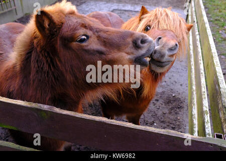 Zwei kleine Ponys Stockfoto