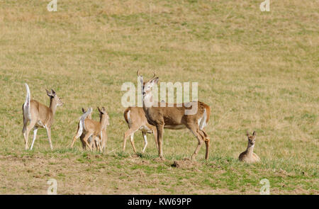 Whitetail Buck mit Laufender Hirsch Stockfoto