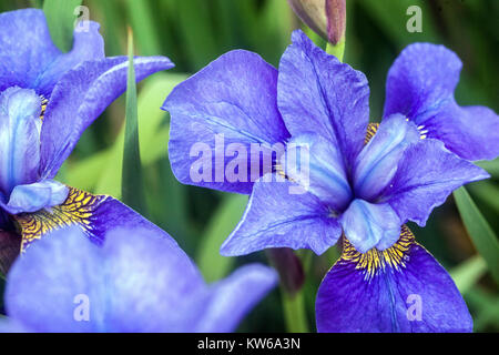 Iris sibirica Navy Brass, Iris Blume blau Irises Stockfoto