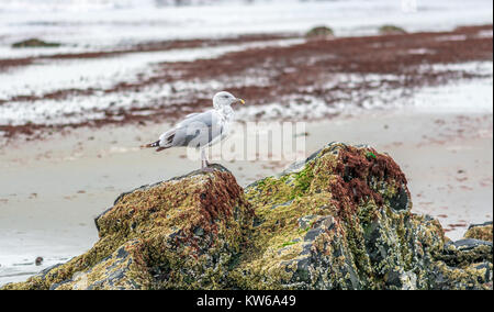 Möwe auf Hampton Beach Stockfoto