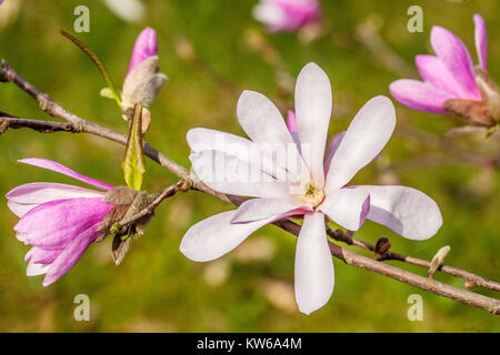 Magnolia x loebneri 'Leonard Messel ', Blüte bokeh Stockfoto