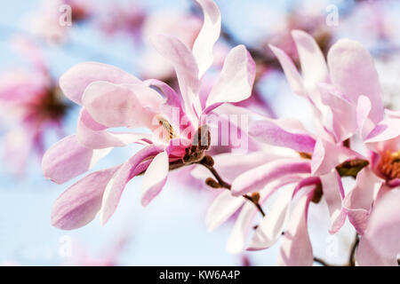 Magnolia x loebneri 'Leonard Messel' Stockfoto