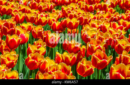 Bicolor Gelbe und Rote Tulpen Tulpen Festival in Kanada in Ottawa, 2017 Stockfoto