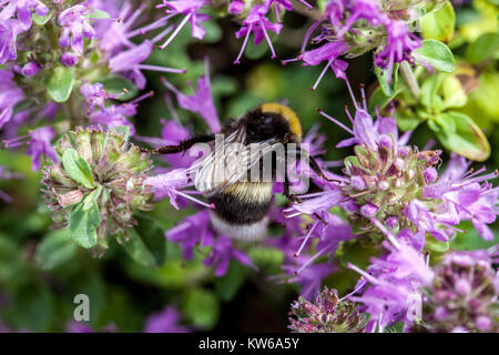 Thymus comosus und Hummel Stockfoto
