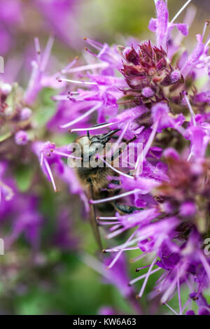 Thymus comosus und Biene Stockfoto