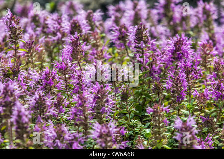 Thymus comosus Kräutergarten Stockfoto
