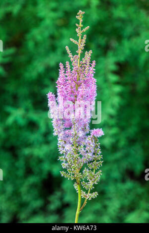 Astilbe chinensis var. Taquetii Astilbe 'Superba' Blume Grüner Hintergrund Stockfoto