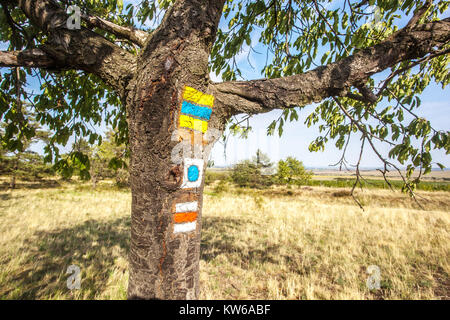 Podyji Nationalpark Tschechische Republik, Wanderschilder auf der Rinde eines Baumes Wanderschilder auf Baumrinde, Prunus Stockfoto