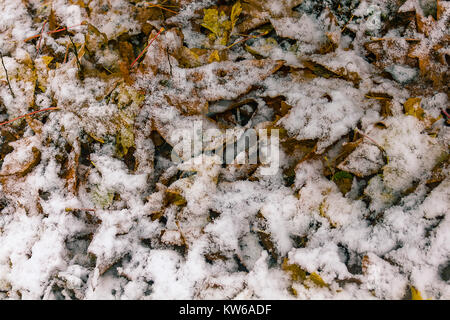 Schnee fallen Blätter Stockfoto