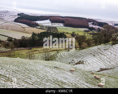 Blick auf Schafe weiden im englischen Peak District im Schnee im Winter in der Nähe von Cheshire Wildboarclough Stockfoto