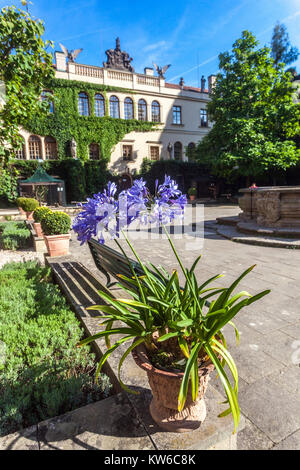 Castolovice Schloss, Innenhof, Agapanthus in Pot Tschechische Republik, Europa Stockfoto