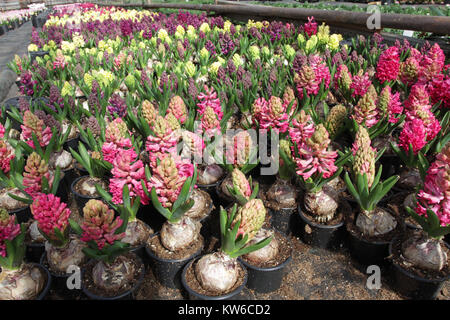Hyazinthe. Bereich der bunten Frühling Blumen Hyazinthen im Gewächshaus auf Sonneneinstrahlung. Hintergrund Textur Foto von Hyazinthen Blumen, florales Muster, Stockfoto