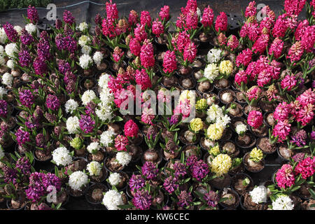 Hyazinthe. Bereich der bunten Frühling Blumen Hyazinthen im Gewächshaus auf Sonneneinstrahlung. Hintergrund Textur Foto von Hyazinthen Blumen, florales Muster, Stockfoto