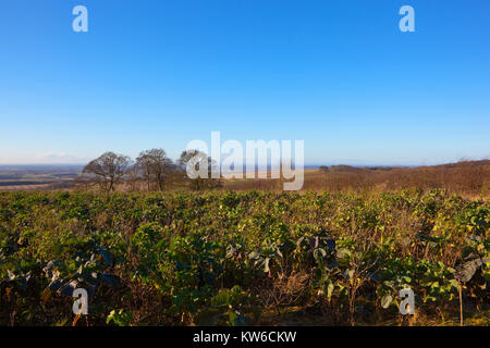 Ein Feld mit Winter Vegetation auf einem Hügel mit Blick auf das Tal von York mit einem Gestrüpp der Buche unter einem klaren blauen Himmel in den Yorkshire Wolds Stockfoto