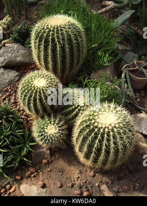 Golden Cactus in botanischen Garten mit vielen Pflanzen. Stockfoto