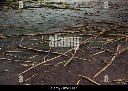 Tropischen baum Wurzeln auf nassem Boden in Bali. Stockfoto