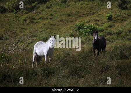 Zwei Pferde in die Landschaft an der Kamera, Connemara suchen, County Mayo, Irland Stockfoto
