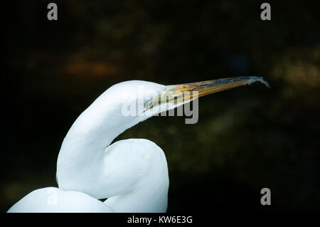 Nahaufnahme einer seidenreiher Stockfoto