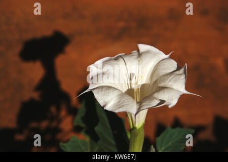 Nahaufnahme einer jimson Weed, Datura stramonium, Solanaceae, Monument Valley Navajo Tribal Park, Arizona-Utah, USA. Stockfoto