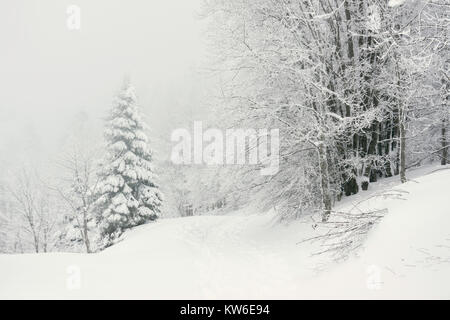 Winterlandschaft: Wanderweg mit Schnee bedeckt in einem verschneiten Wald in den Vogesen, Frankreich. Stockfoto