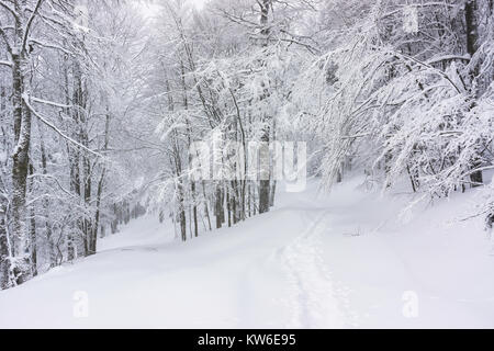 Winterlandschaft: Wanderweg mit Schnee bedeckt in einem verschneiten Wald in den Vogesen, Frankreich. Stockfoto
