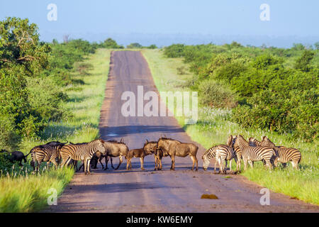 Blue Wildebeest und Ebenen im Kruger National Park Zebra, Südafrika; Specie Connochaetes taurinus und Equus quagga Burchellii Stockfoto