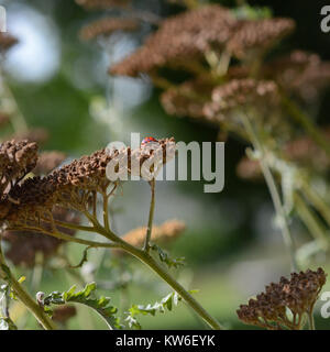 Nahaufnahme einer Dame Bug sonnen sich im Garten auf eine getrocknete Blüte der Schafgarbe. Stockfoto